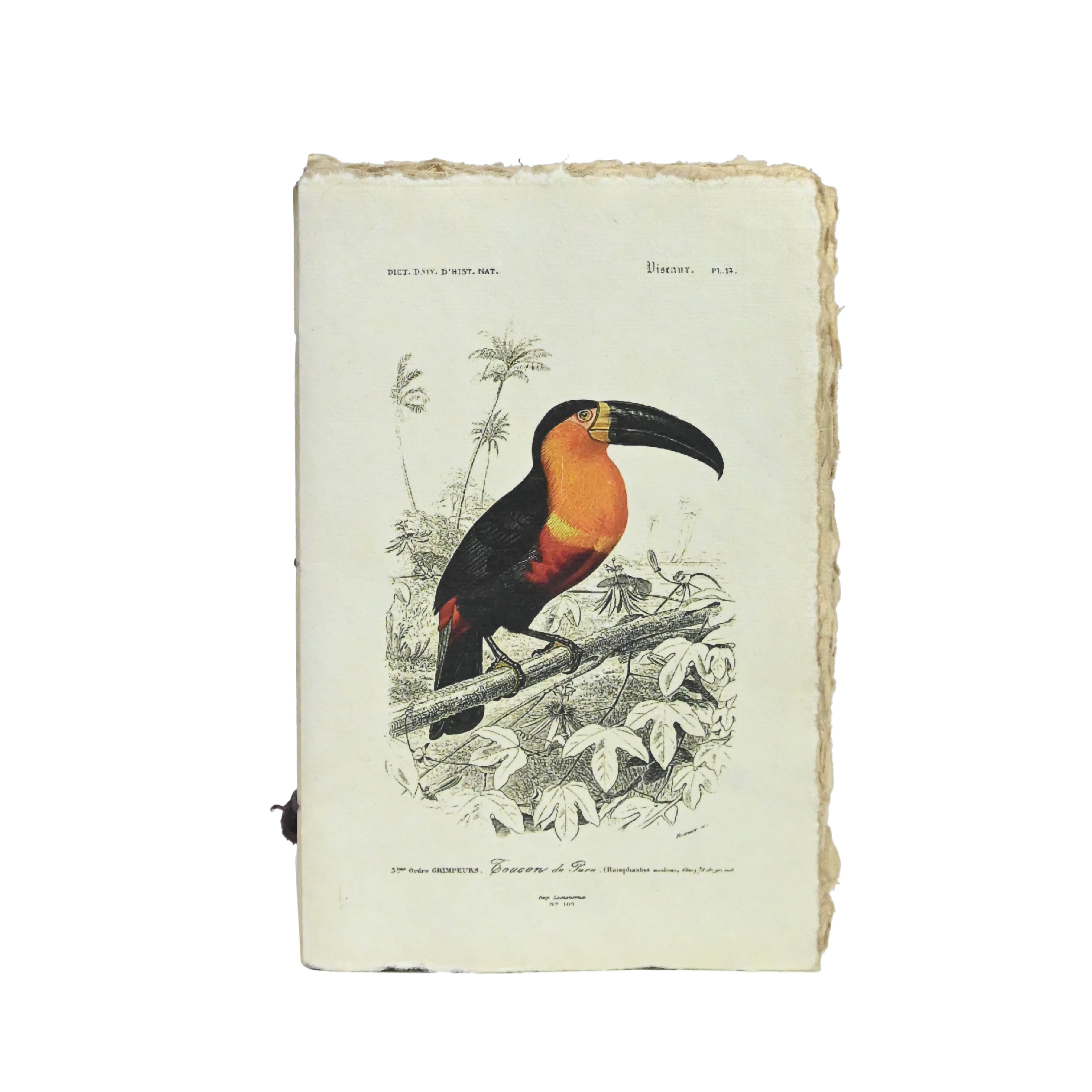 Gravure ancienne "Toucan" - Carnet en papier parchemin